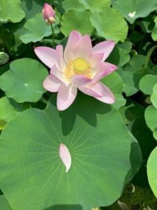 韓国時代劇に魅せられて・・・今回は【　トンイ　】の　あらすじを休憩して　朝鮮王朝の系図を【前編】　を書いておきます🤗