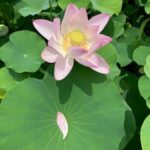 【イ・サン出演者まとめ】主要キャスト＆時代背景をわかりやすく解説